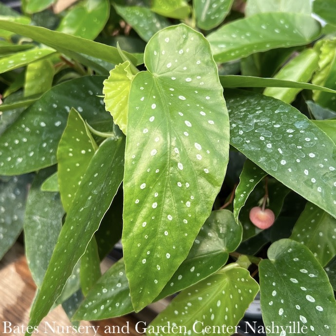 4p! Begonia Albo-Picta Rosea  /Tropical