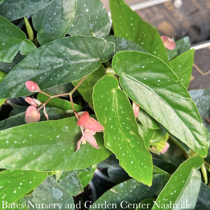 4p! Begonia Albo-Picta Rosea  /Tropical