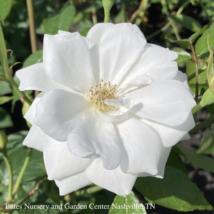 #2 Rosa Iceberg/ White Floribunda Rose - No Warranty
