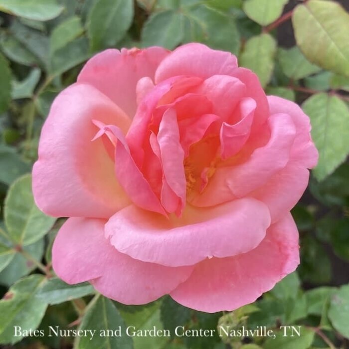 #3 Rosa Knock Out Peachy/ Pink w Yellow Center Shrub Rose - No Warranty