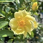 #2 Rosa Flower Carpet 'Yellow'/ Groundcover Rose - No Warranty