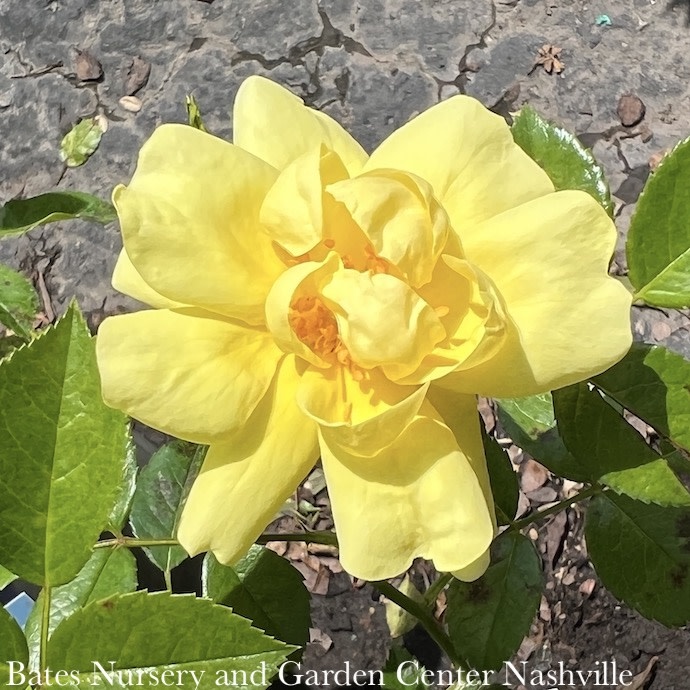 #2 Rosa Flower Carpet 'Yellow'/ Groundcover Rose - No Warranty