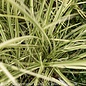 #1 Grass Miscanthus sine Bandwidth/ Variegated Japanese Silver