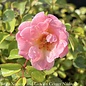 #3 Rosa Blushing Drift/ Light Pink Groundcover Rose - No Warranty