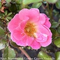 #3 Rosa Blushing Drift/ Light Pink Groundcover Rose - No Warranty