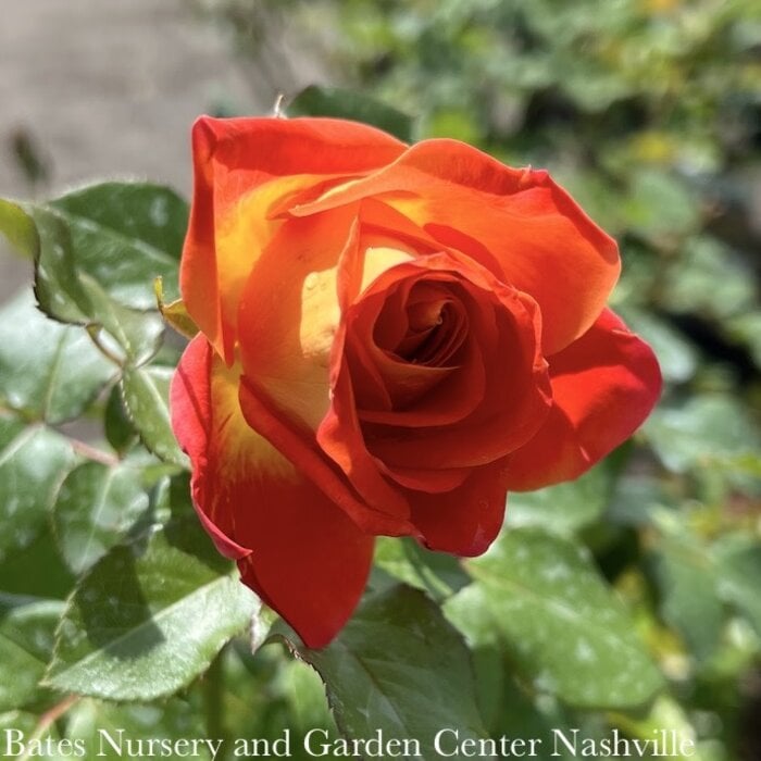#3 Rosa Burst of Joy/ Orange Floribunda Rose - No Warranty