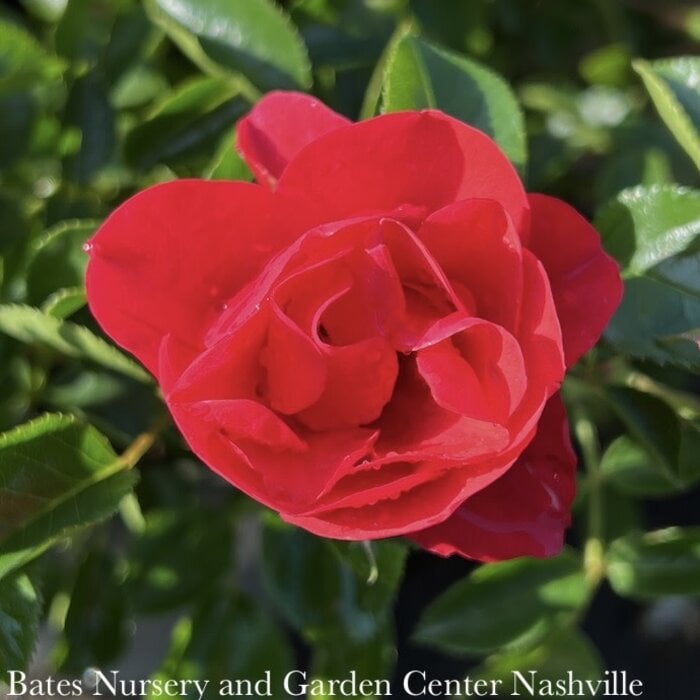 #2 Rosa Flower Carpet 'Scarlet'/ Groundcover Rose - No Warranty