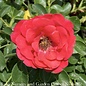 #2 Rosa Flower Carpet 'Scarlet'/ Groundcover Rose - No Warranty