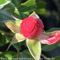 #2 Rosa Flower Carpet 'Scarlet'/ Groundcover Rose - No Warranty