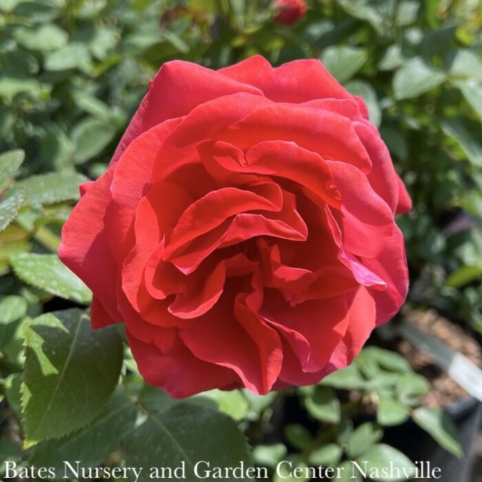 #3 Rosa Fragrant Cloud/ Coral Hybrid Tea Rose - No Warranty