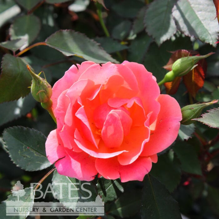 #3 Rosa CORAL Knock Out/ Shrub Rose - No Warranty