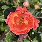 #3 Rosa CORAL Knock Out/ Shrub Rose - No Warranty