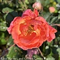 #2 Rosa CORAL Knock Out/ Shrub Rose - No Warranty