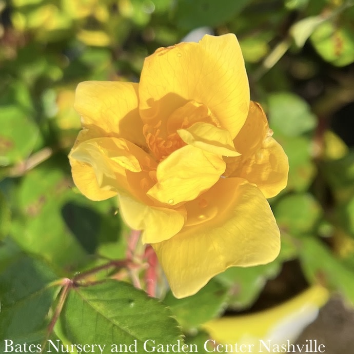 #1 Rosa SUNNY Knock Out/ Yellow Shrub Rose - No Warranty