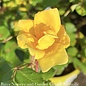 #3 Rosa SUNNY Knock Out/ Yellow Shrub Rose - No Warranty