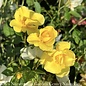 #3 Rosa Limoncello/ Clear Yellow Shrub Rose - No Warranty