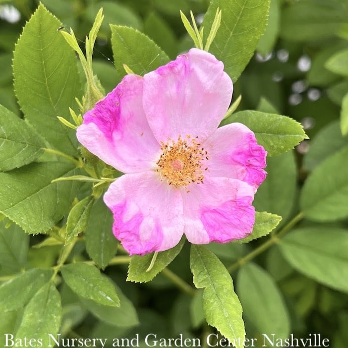 #3 Rosa palustris/ Swamp Rose Native (TN)