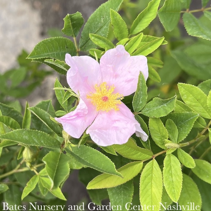 #3 Rosa palustris/ Swamp Rose Native (TN)