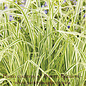 #1 Grass Calamagrostis x acutiflora Overdam/ Variegated Feather Reed