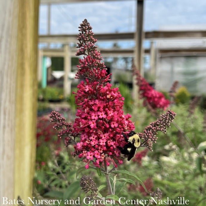 #3 Buddleia Prince Charming/ Cerise Pink Butterfly Bush