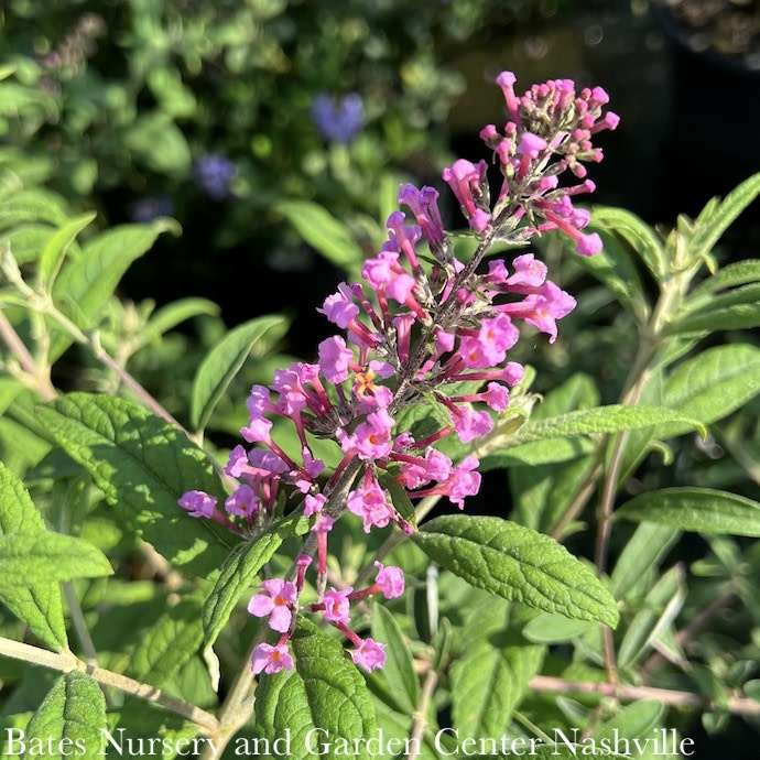 #3 Buddleia dav Pink Delight/ Butterfly Bush