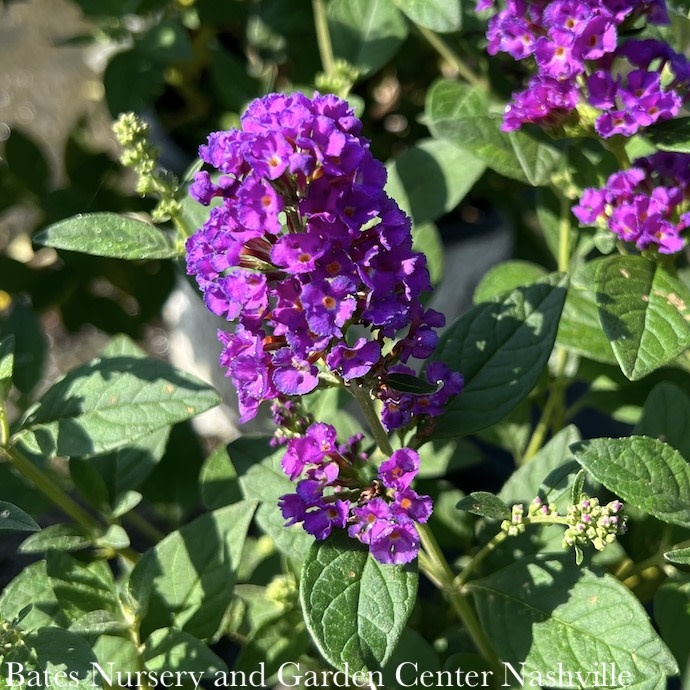 #2 Buddleia PW Miss Violet/ Butterfly Bush