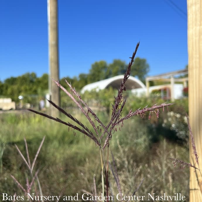 #2 Grass Andropogon ger Holy Smoke/ Big Bluestem Native (TN)