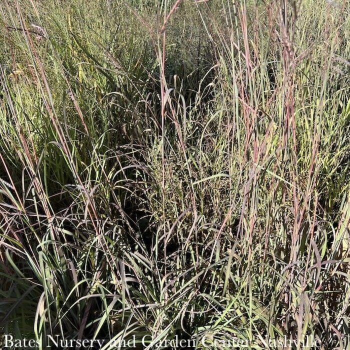 #2 Grass Andropogon ger Holy Smoke/ Big Bluestem Native (TN)