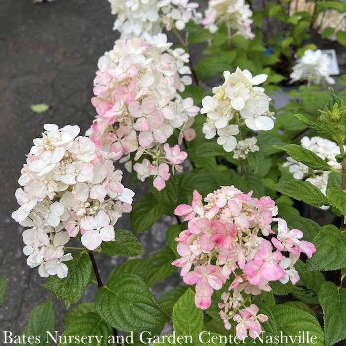 #3 Hydrangea pan PW Fire Light/ Panicle White to Pinkish-red