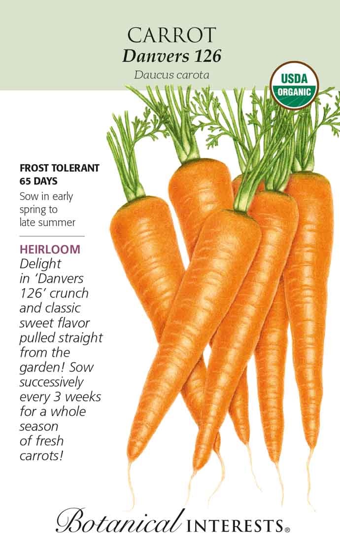 Seed Carrot Danvers 126 Organic Heirloom - Daucus carota - Lrg Pkt
