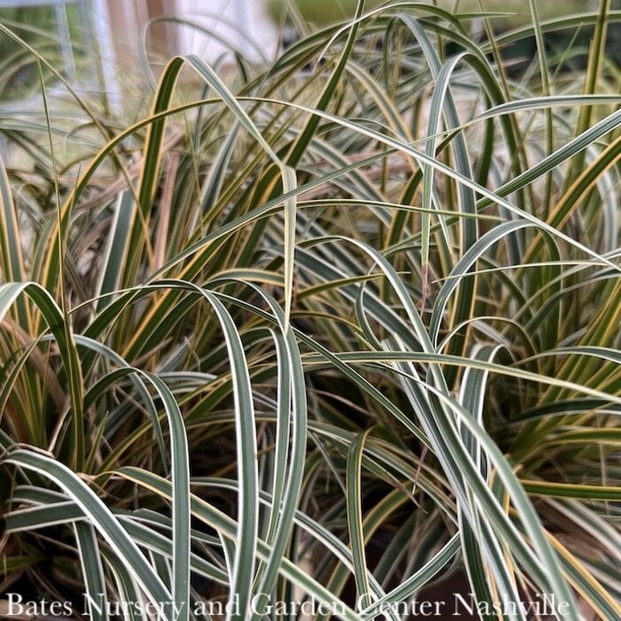 #1 Grass Carex osh SL EverColor 'Everglow'/ Variegated Sedge