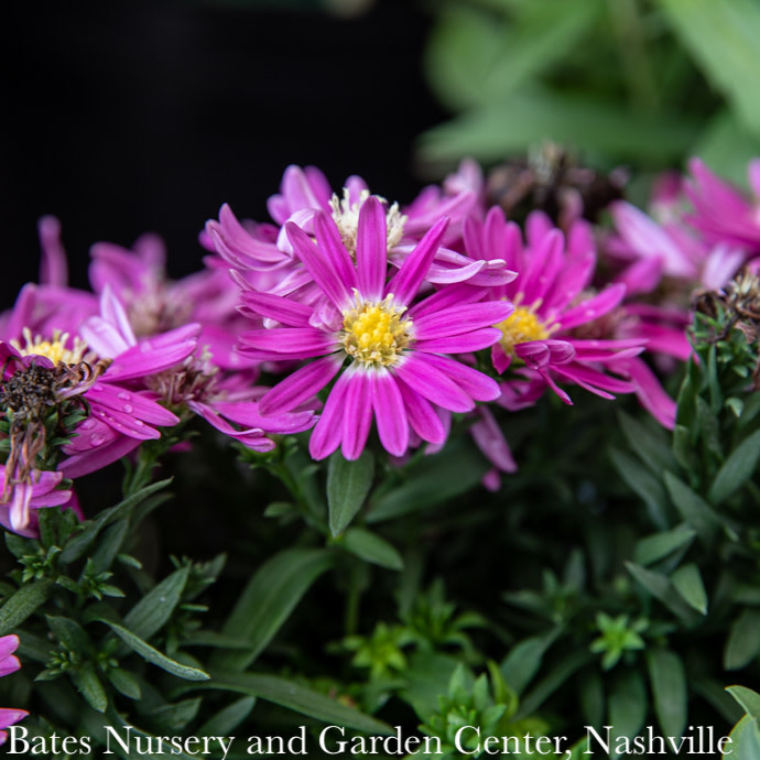 #1 Aster (Symphyotrichum) nov-ang Kickin' Carmine Red'/ New England Native (TN)