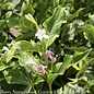 #3 Weigela French Lace/ White Variegated