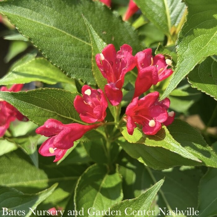 #2 Weigela x All Summer Red