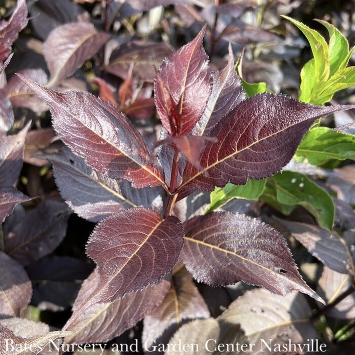 #3 Weigela flor SL Shining Sensation/ Pink