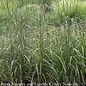 #1 Grass Andropogon ger Rain Dance/ Big Bluestem Native (TN)