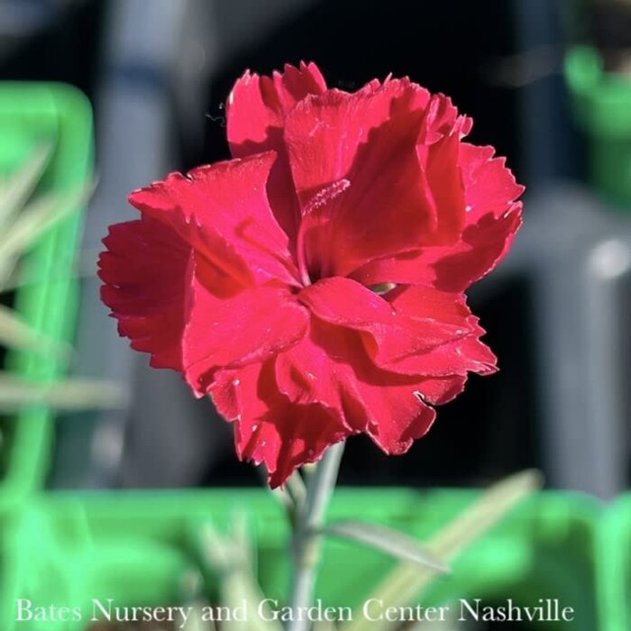 #1 Dianthus x Frosty Fire/ Red