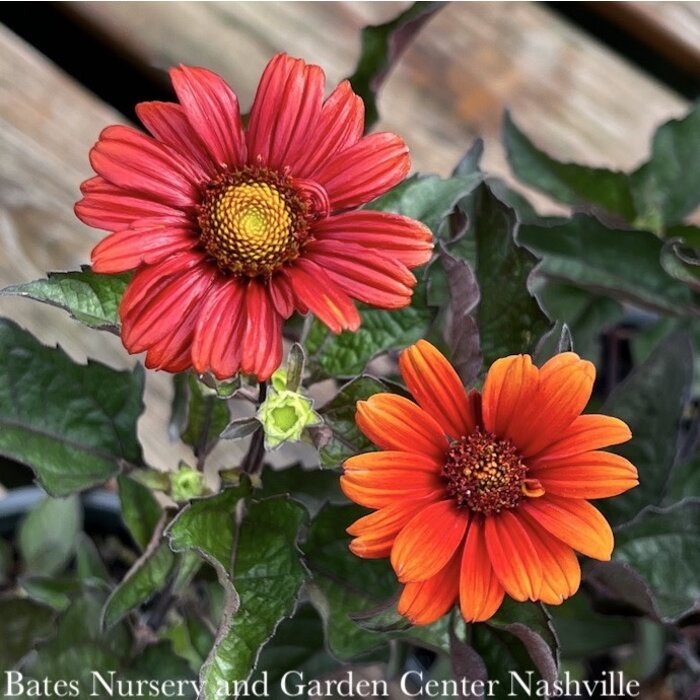 #1 Heliopsis heli var scrabra Bleeding Hearts/ False Sunflower Native (R)