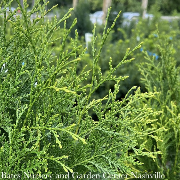 #3 Thuja occ American Pillar/ Columnar Arborvitae