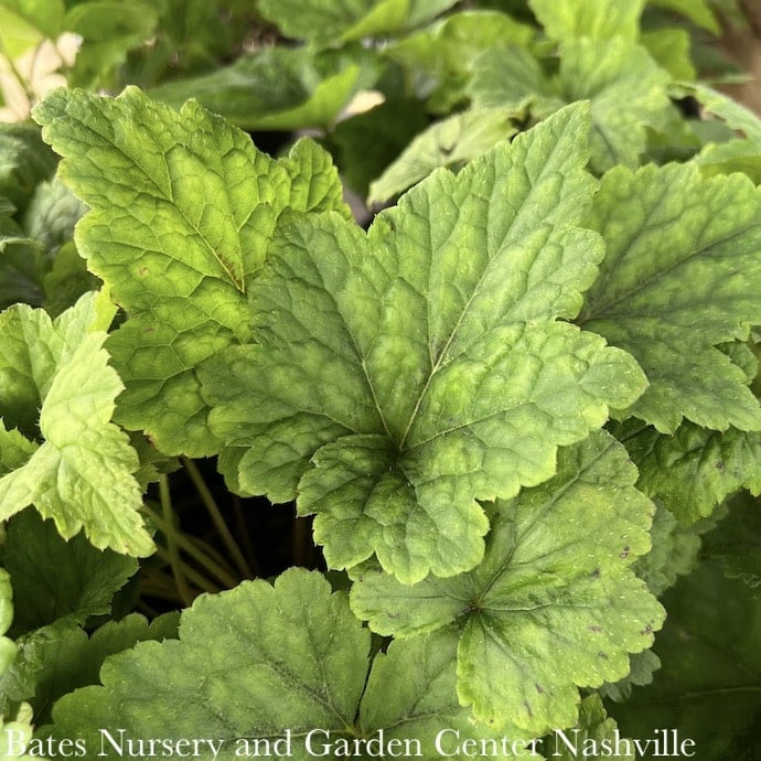 #1 Tiarella Tiger Stripe/ Foam Flower