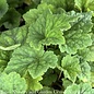 #1 Tiarella Tiger Stripe/ Foam Flower