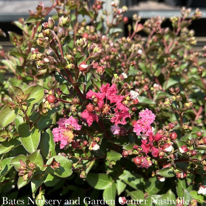 #3 Lagerstroemia indicia Bellini Strawberry/ Red Compact Crape Myrtle