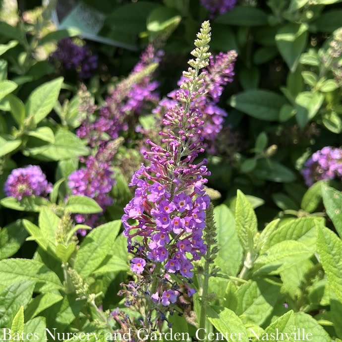 #3 Buddleia x Chrysalis 'Blue'/ Butterfly Bush