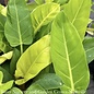 4p! Philodendron Gold Goddess / Tropical