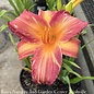 #1 Hemerocallis Pink Stripes/ Reblooming Daylily