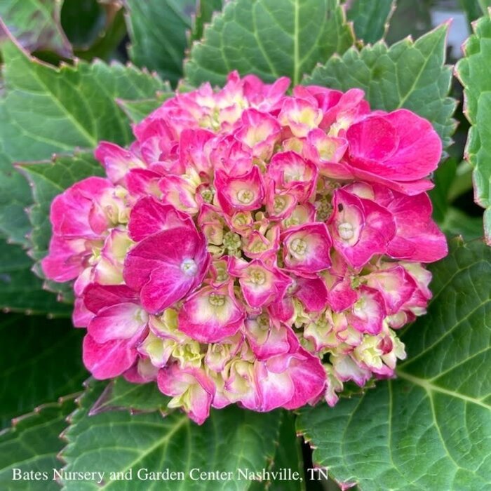 #3 Hydrangea mac Wee Bit Grumpy/ Bigleaf Bright Red to Purple