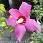 Topiary #5 PT Hibiscus syr Chateau d'Amboise / Pink Rose of Sharon/ Althea Patio Tree