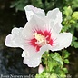 #2 Hibiscus syr Chateau de Chantilly/ White Rose of Sharon/ Althea