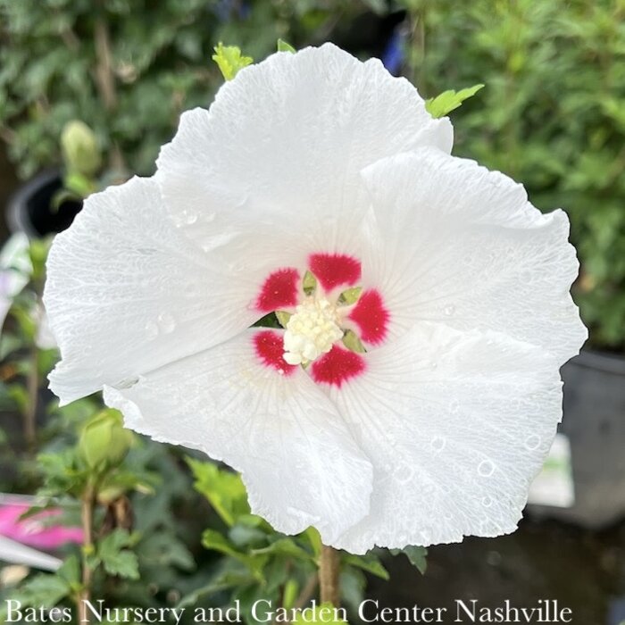 #3 Hibiscus syr Red Heart/ White Rose of Sharon/ Althea