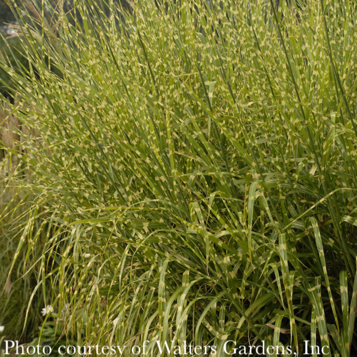 #1 Grass Miscanthus sine Strictus/ Variegated Porcupine